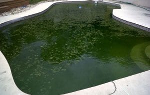 green-pool-cleaning-service-pinellas-county