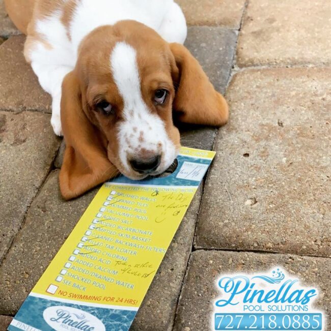 saint-petersburg-pool-service-near-me-727-3 saint-petersburg-pool-service-near-me-727-3